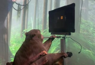 Bir Maymun Yalnızca Beyin Sinyalleri ile Oyun Oynadı