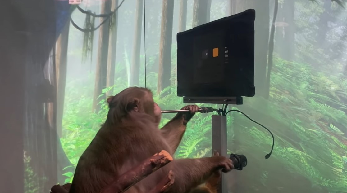 Bir Maymun Yalnızca Beyin Sinyalleri ile Oyun Oynadı