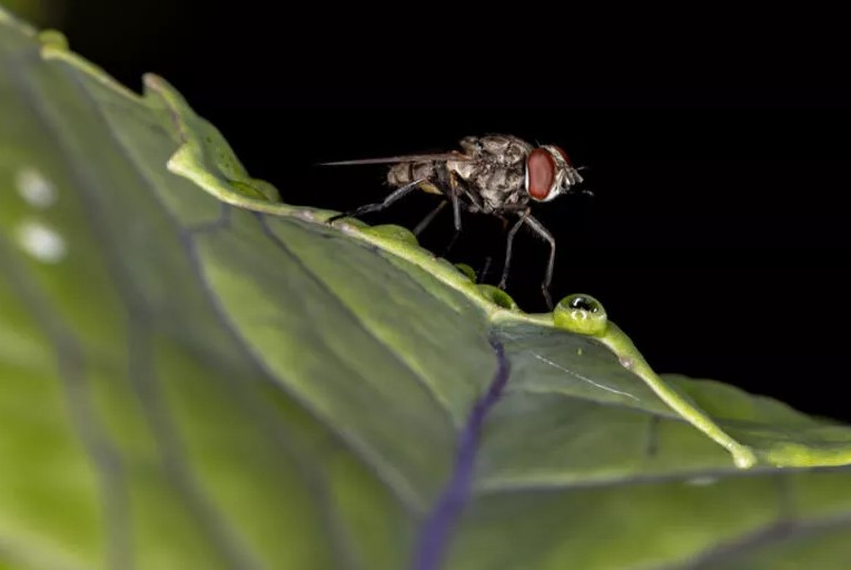 İstanbul'da sinek çilesi bitmek bilmiyor
