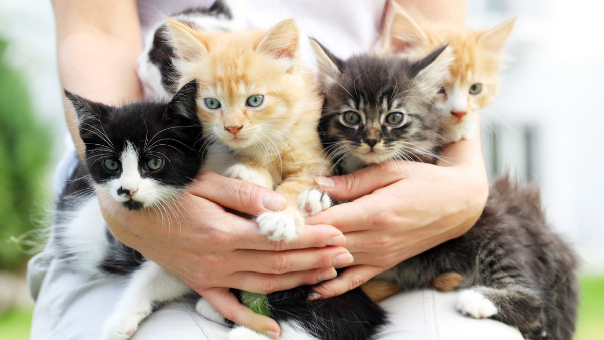 Kedi Sahiplenmek: Heartopia’da Sevimli Kedilerle Tanışın